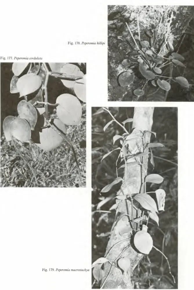 Fig. 177. Peperomia cordulata 