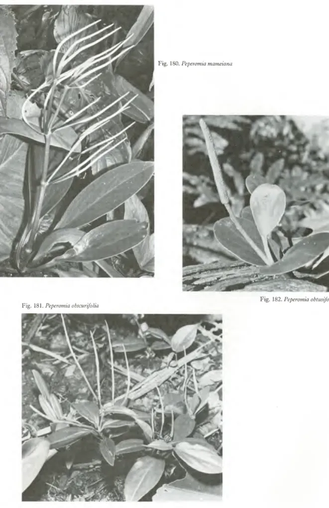 Fig. 180. Peperomia mameiana 