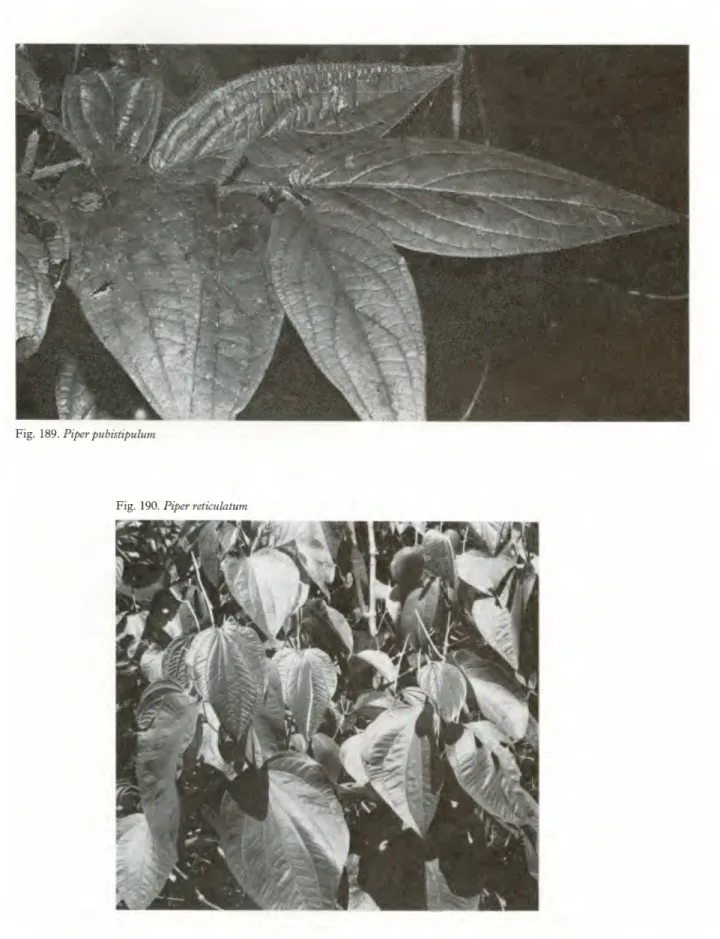 Fig. 189. Piper pubistipulum 