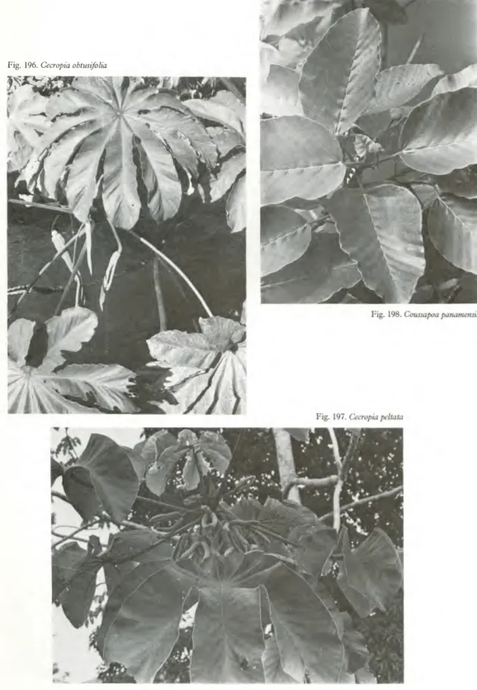 Fig. 196. Cecropia obtusifolia 