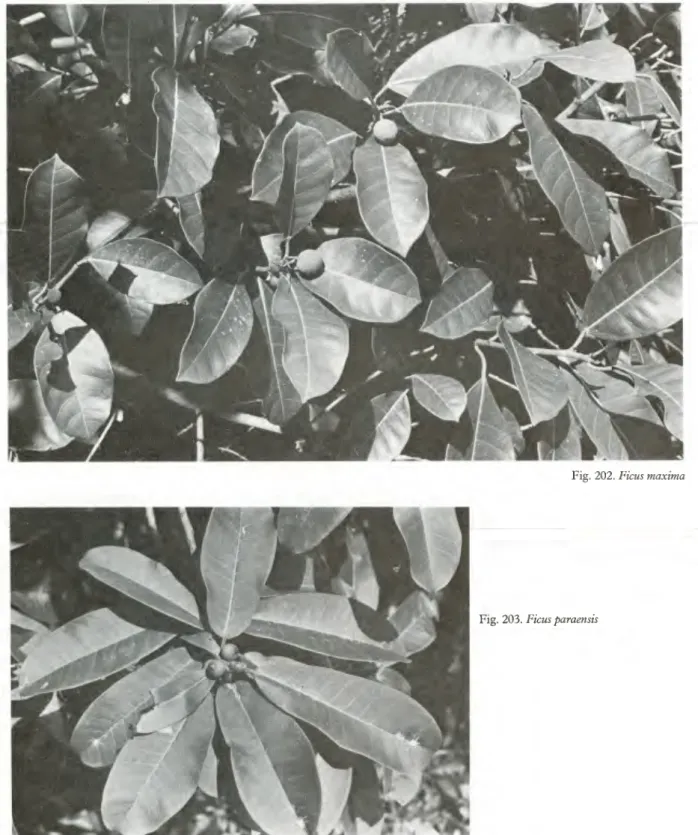 Fig. 202. Ficus maxima 