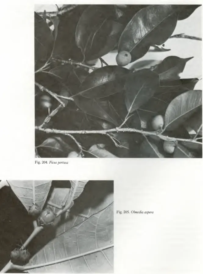 Fig. 204. Ficus pertusa 