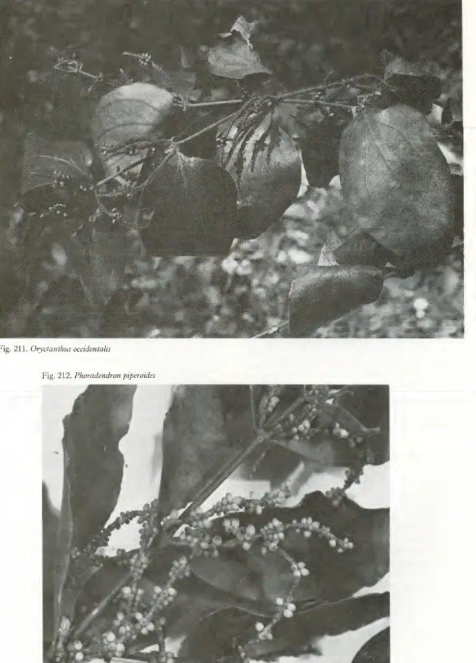 Fig. 211. Oryctanthus occidentals 