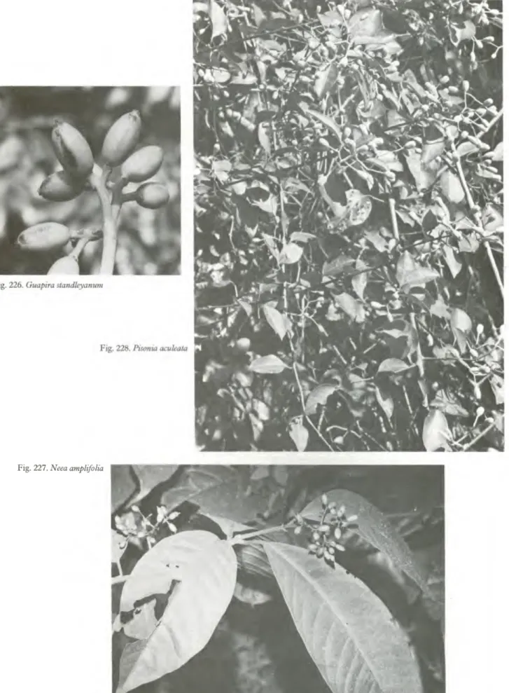 Fig. 227. Neea amplifolia 