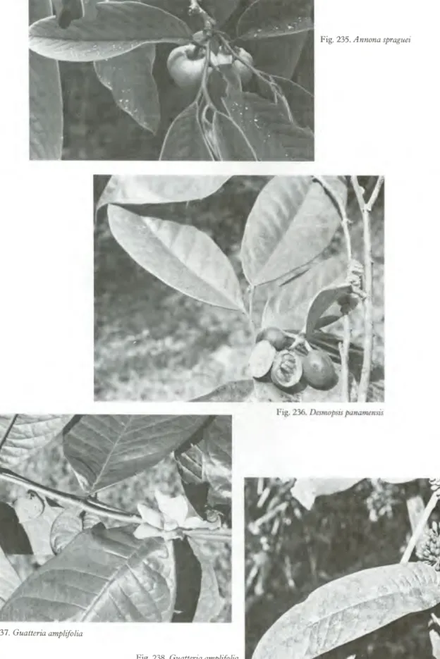Fig. 235. Annona spraguei 