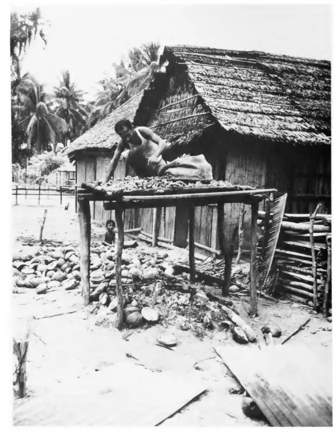 FIGURE 7.—Setting out copra (the meat of ripe coconuts) on a drying platform at Loleba Village