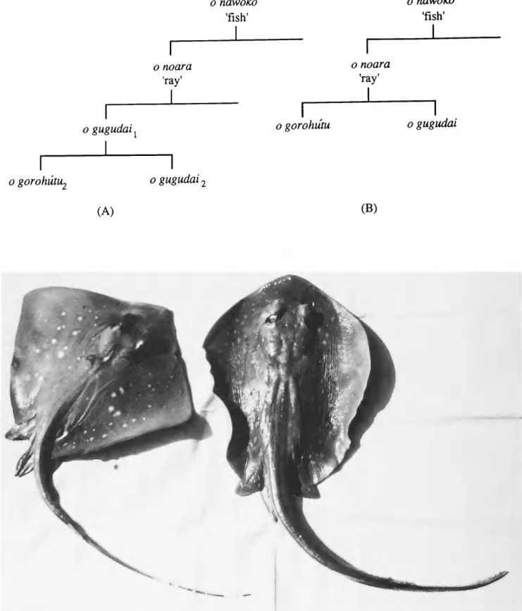 FIGURE 9.—These two species of fish have two alternative ways of being placed in die classification of o noara  