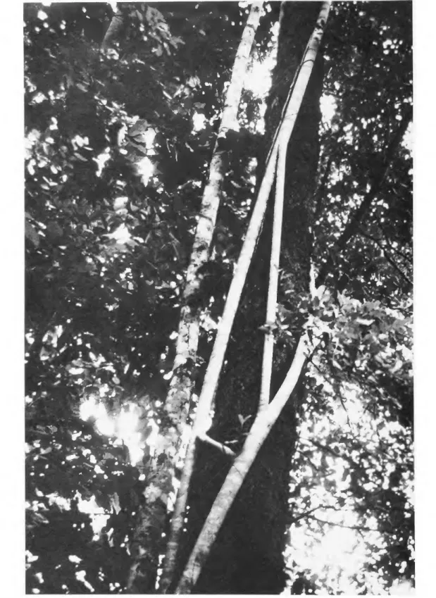 FIGURE 10 (above and right).—"Strangling figs" (Ficus spp.), an interesting case of a basic class cross-cutting B +1 