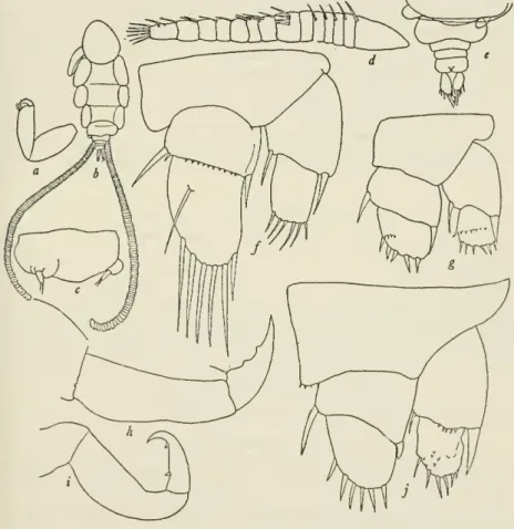 Figure 7S.— Nemesis pilosus, new species, female: a, Second maxilla; h, dorsal view of body; c, genital segment and fifth legs; d, first antenna; e, posterior end; /,  sec-ond leg; g, fourth leg; h, second antenna; i, maxilliped; ;, third leg.