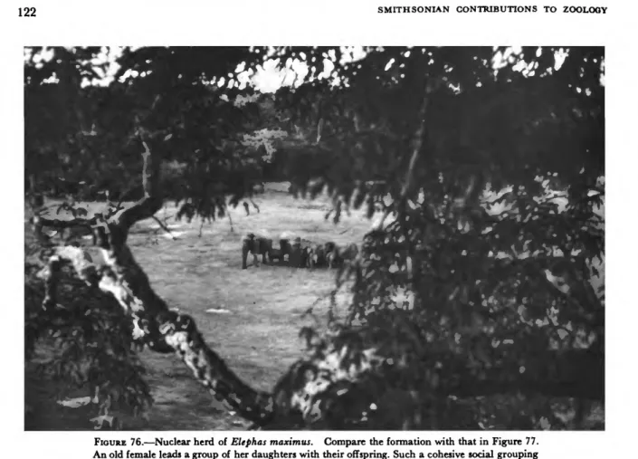 FIGURE 76.—Nuclear herd of Elephas maximus. Compare the formation with that in Figure 77.