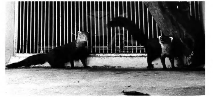 FIGURE 12.—Galidia elegans, diurnal predator of the rainforest; also sighted at Antsingy.
