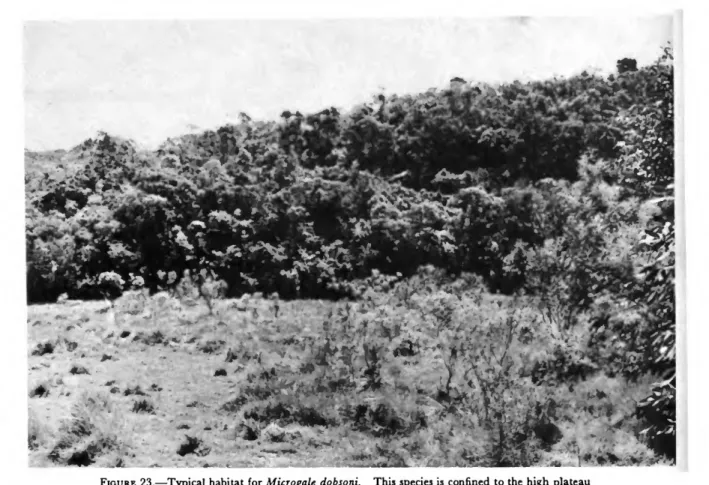 FIGURE 23.—Typical habitat for Microgale dobsoni. This species is confined to the high plateau edge generally in second-growth areas exposed to seasonal aridity and cool temperatures during the austral winter.