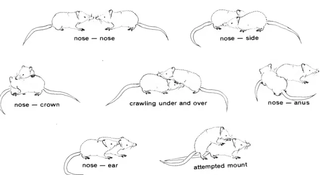 FIGURE 29.—Precopulatory and copulatory behavior by Microgale dobsoni. The typical con- con-figurations displayed during initial contact include nose to nose, nose to side or groin, nose to crown, crawling over and under, nose to anal genital region, nose 