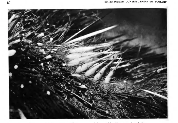 FIGURE 50.—Stridulating organ of Hemicentetes semispinosus. Magnification is about 5 times.
