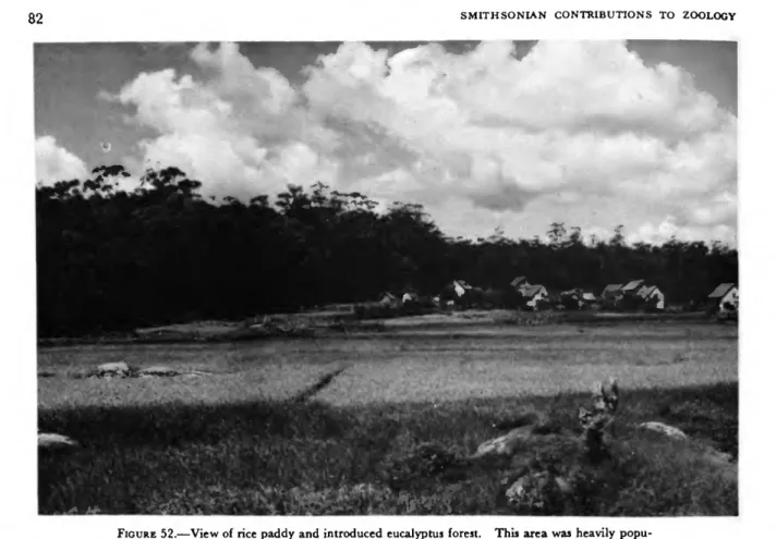 FIGURE 52.—View of rice paddy and introduced eucalyptus forest. This area was heavily popu- popu-lated with Hemicentetes nigriceps