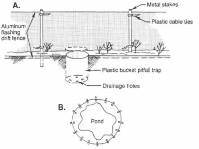 Figure 17. A drift fence with pitfall traps around a breeding site. A. Placement of stakes and pitfalls in relation to drift  fence