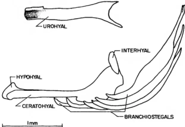 Tyson belos, New Genus and Species of Western Pacific Fish (Gobiidae ...