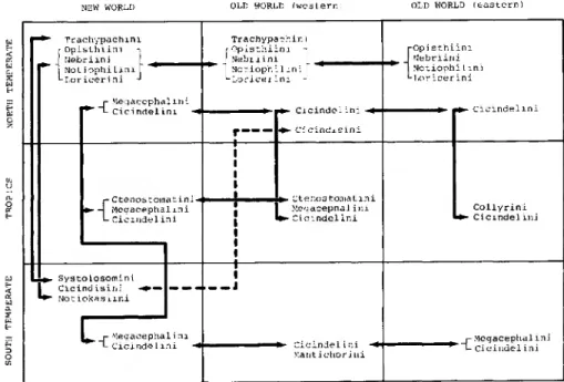 Figure 4. Graphic depiction of spatial distribution of primitive carabid tribes centered around the  nebrioids