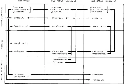 Figure 5. Graphic depiction of spatial distribution of primitive carabid tribes centered around the  caraboids