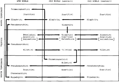 Figure 7. Graphic depiction of spatial distribution of primitive carabid tribes centered around the  scaritines