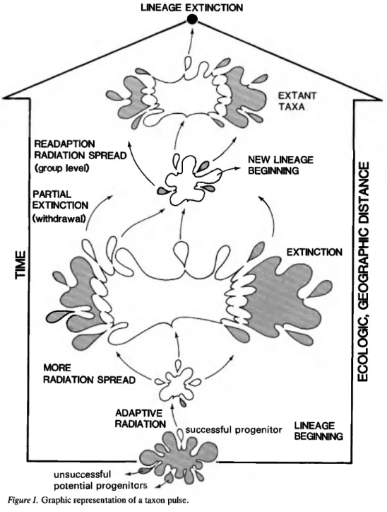 Figure 1. Graphic representation of a taxon pulse. 