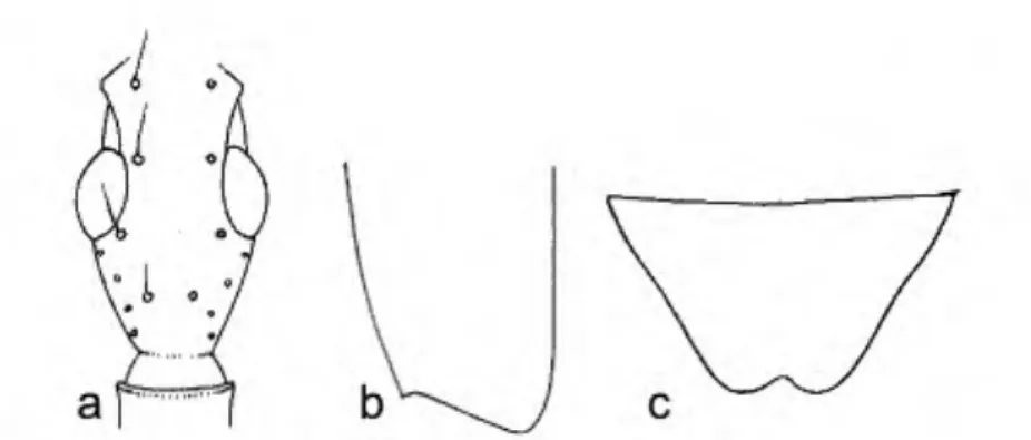 FIGURE 1. A. jimwappesi, female, dorsal aspect: a) head; b) apex of elytron; c) Sternum VI,  female, ventral aspect