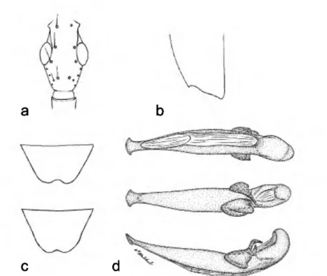 FIGURE 2. A. winnie, dorsal aspect, male: a) head; b) apex of elytron; c) Sternum VI, male (top),  female (bottom), ventral aspect; d) aedeagus, dorsal (top), ventral (middle), left lateral (bottom)  aspects