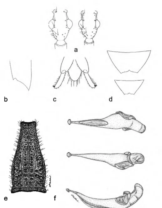 FIGURE 3. A. giesberti, dorsal aspect: head, a) male, female; b) apex of elytron; c) female, ventral  aspect, stylomere 2; e) male; pronotum; d) Sternum VI, male (top), female (bottom), ventral aspect; 