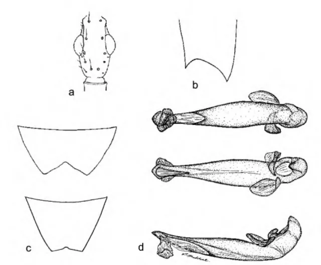 FIGURE 4. A. not, male, dorsal aspect: a) head; b) dorsal aspect, left elytron; c) Sternum VI, male  (top), female (bottom), ventral aspect; d) aedeagus, dorsal (middle), ventral (left), left lateral (right)  aspects