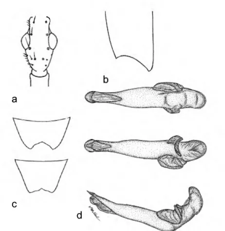 FIGURE 5. A. phallica, dorsal aspect, male: a) head; b) apex of elytron; c) Sternum VI, male (top),  female (bottom), ventral aspect; d) aedeagus, dorsal (top), ventral (middle), left lateral (bottom)  aspects