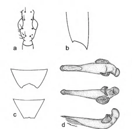 FIGURE 6. A. turrialba, dorsal aspect, male: a) head; b) apex of elytron; c) Sternum VI, male  (top), female (bottom), ventral aspect; d) aedeagus, dorsal (top), ventral (middle), left lateral (bot-  tom) aspects