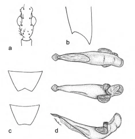 FIGURE 7. A. catie, dorsal aspect, male: a) head; b) apex of elytron; c) Sternum VI, male (top),  female (bottom), ventral aspect; d) aedeagus, dorsal (top), ventral (middle), left lateral (bottom)  aspects