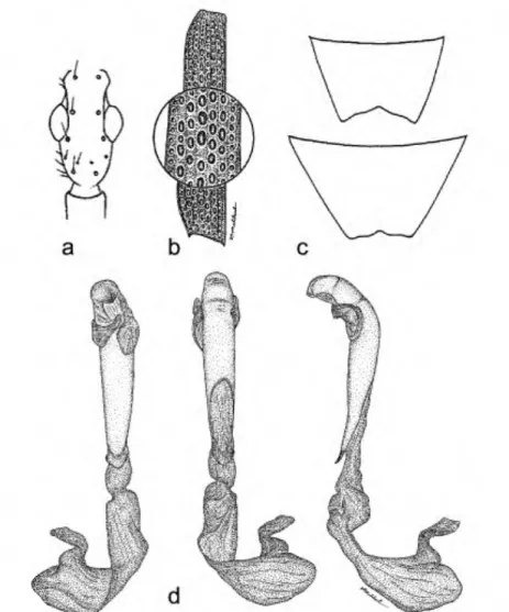FIGURE 8. A. fugax, female, dorsal aspect: a) head; b) apex of elytron; c) Sternum VI, female,  ventral aspect; d) aedeagus, dorsal (middle), ventral (left), left lateral (right) aspects.