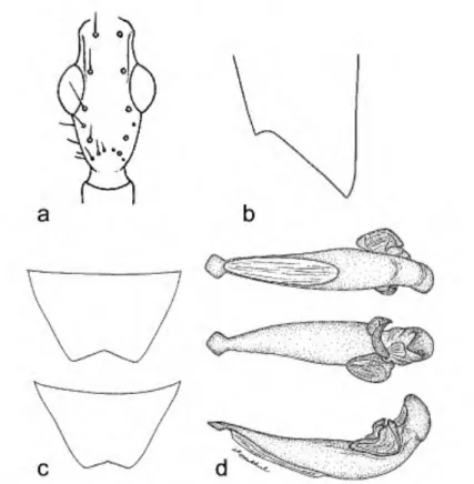 FIGURE 9. A. sirena, male, dorsal aspect: a) head; b) dorsal aspect, left elytron; c) Sternum VI,  male (top), female (bottom), ventral aspect; d) aedeagus, dorsal (top), ventral (middle), left lateral  (bottom) aspects