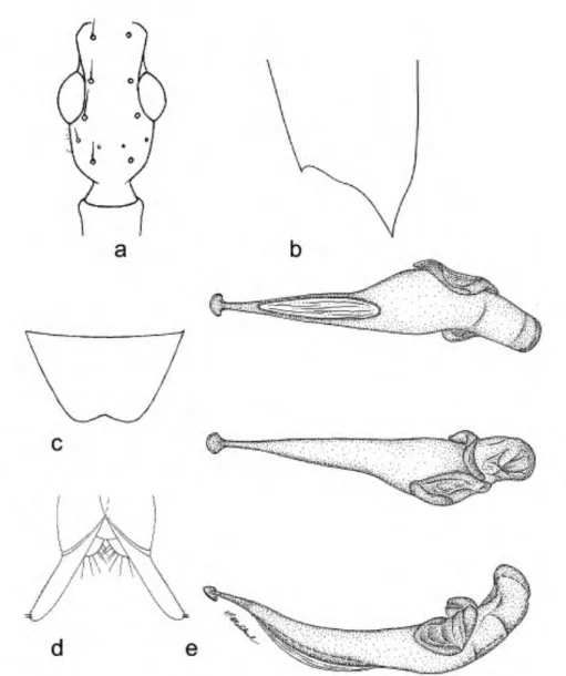 FIGURE 10. A. quesada, female, dorsal aspect; a) head; b) apex of elytron; c) Sternum VI, female,  ventral aspect; d) stylomere 2; e) aedeagus, dorsal (top), ventral (middle), left lateral (bottom)  aspects