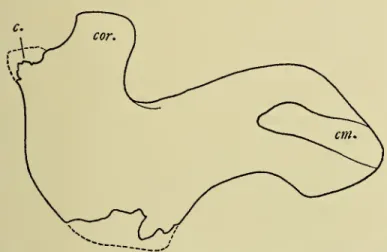 As compared to Dugong this mandible (pi. 37, fig. 10)