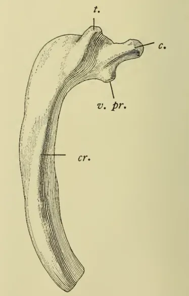 The ribs of the third pair (pi. 42, fig. 4) are more curved and longer, the right and left measuring respectively 345 and 365 mm