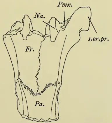 2, fig. lb).