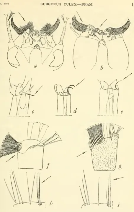 Figure 2. — Larval characters distinguishing the subgenus Culex in the New World. Head: