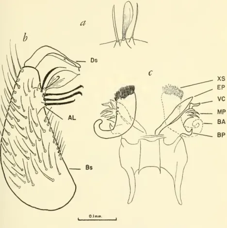Figure S. — C. airozai, Rio Paruari, Brazil (drawn after Lane, 1945): a, apical lobe of basistyle