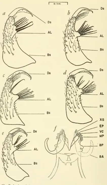 Figure 12.— Basistyle and dististyle: a, C. coronator, San Pedrode, Argentina, USNM