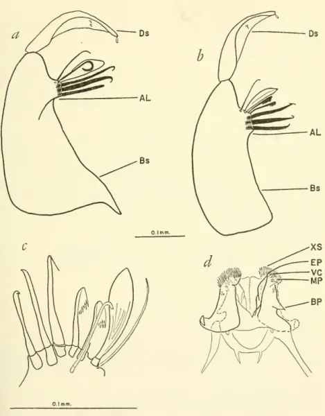 Figure 20.— C. laticlasper, Cerro Punta, USNM MT-00193 (paratype): a, basistyle and