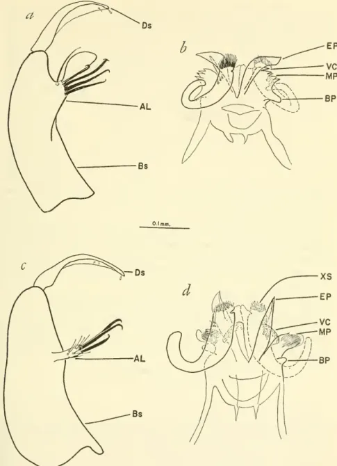 Figure 21.-C. lygrus. Mage, Brazil, USNM 115-2 (lectotype): a, baslstyle and dististyle;