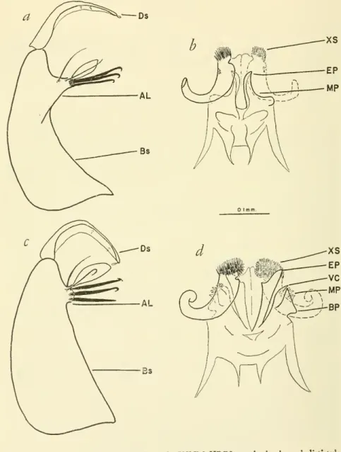Figure 28.— C. restuans, Great Falls, Md., USNM HRB2: a, baslstyle and dististyle;