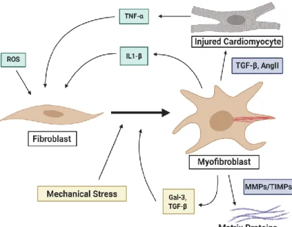 Figure 2: Cardiac fibroblasts to myofibroblast activation. Fibroblast to myofibroblast transition in the  heart in response to cardiomyocyte injury, proinflammatory cytokines, and systemic inflammation through  reactive oxygen species (ROS)