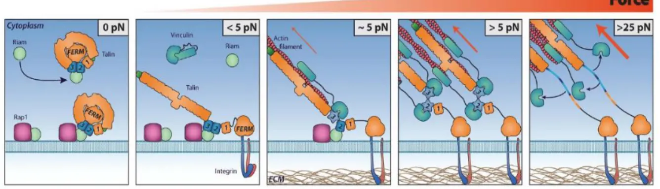 Figure 4: Talin activation and the formation of focal adhesion complexes under increasing applied  force