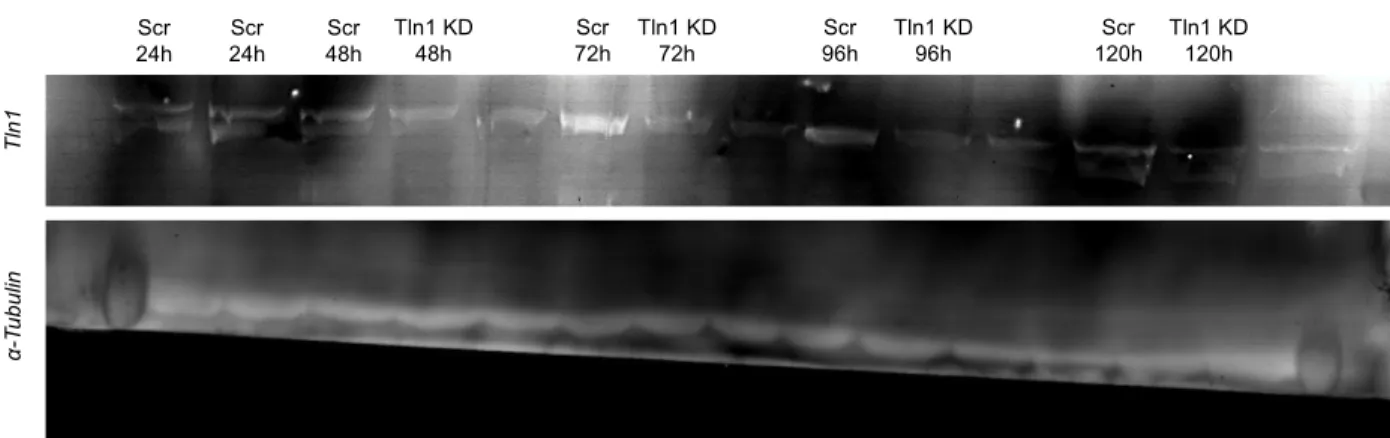 Figure 8: Western blot of Tln1 siRNA knockdown. siRNA Tln1 KD in cardiac fibroblasts with α-Tubulin  used  as the  loading  control