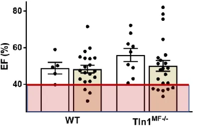 Figure 12: EF of mice after TAC injury. Ejection Fraction (EF) of mice taken 6-weeks post-TAC