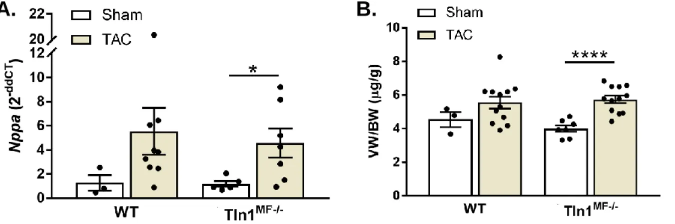 Figure 13: qPCR of Nppa and ventricle weight after TAC injury. A. Quantitative polymerase chain  reaction analysis of Nppa, the gene encoding the heart failure marker natriuretic peptide A, at 6-weeks  post-TAC,  B