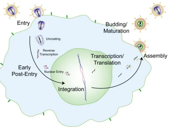 Figure 1-1. A schematic of the HIV-1 life cycle. An overview of the viral life cycle is  described on page 4